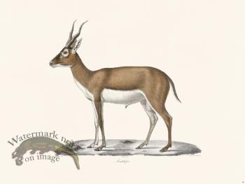 Cuvier 040 Antelope